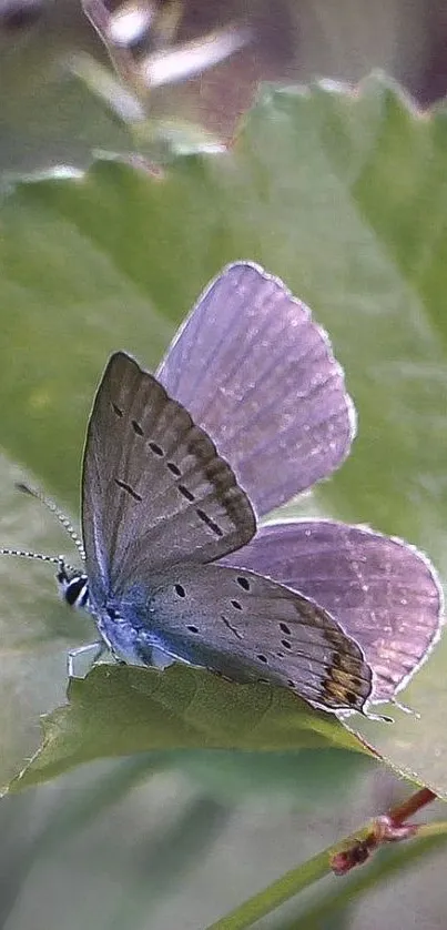 Purple butterfly resting on green leaf, showcasing peaceful nature scene.