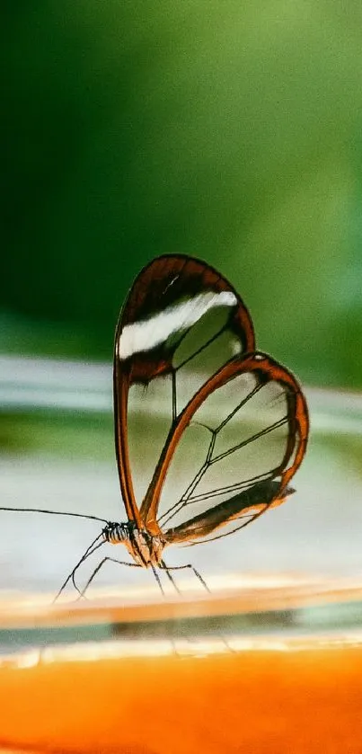 Transparent-winged butterfly resting on a leaf against a blurred green background.