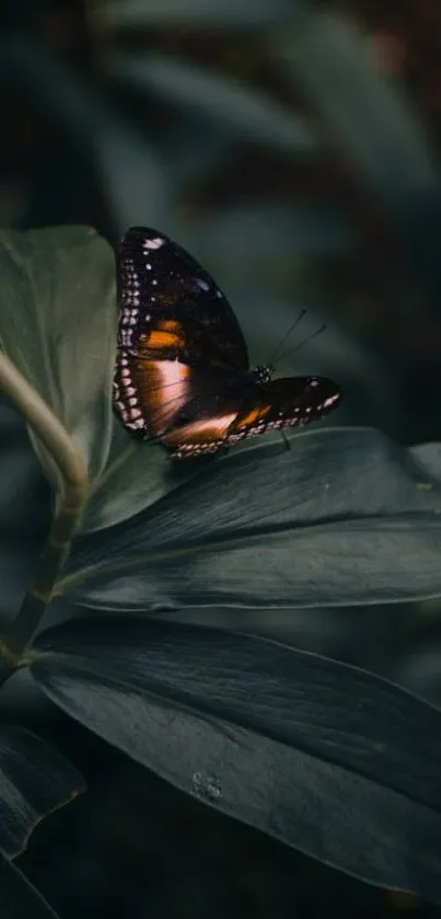 Butterfly perched on lush green leaves, close-up.