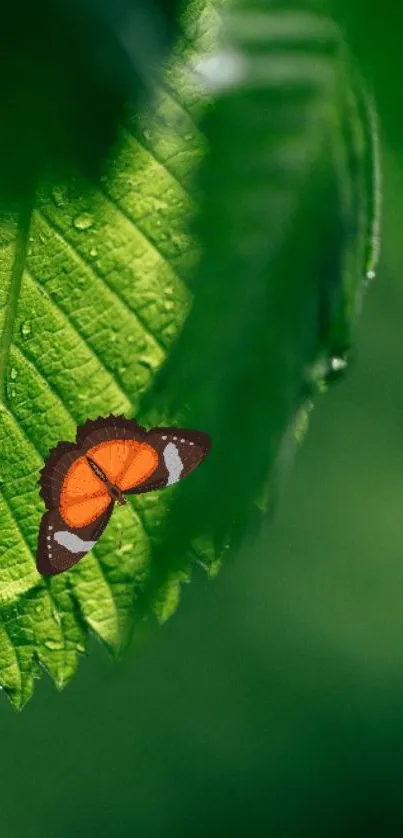 Orange butterfly on dewy green leaf wallpaper.