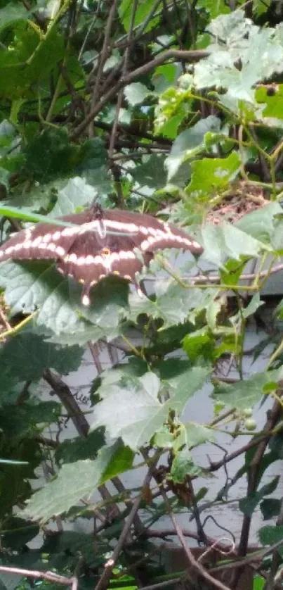 Butterfly resting on green leaves in a natural setting.