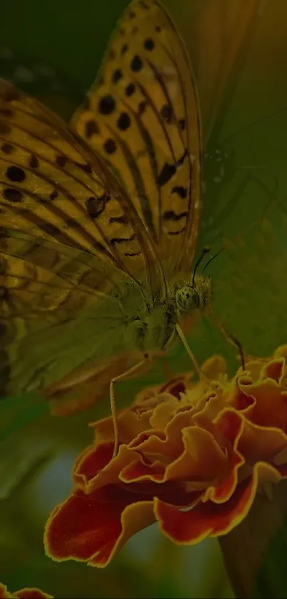 Butterfly perched on a vibrant marigold flower.