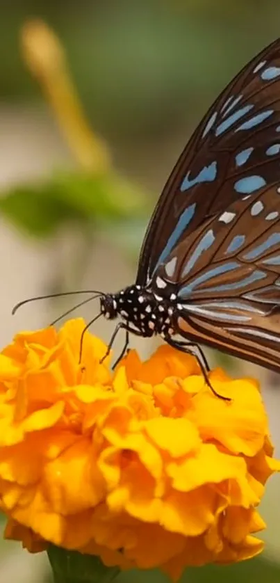 Butterfly rests elegantly on a vibrant marigold flower, capturing nature's beauty.