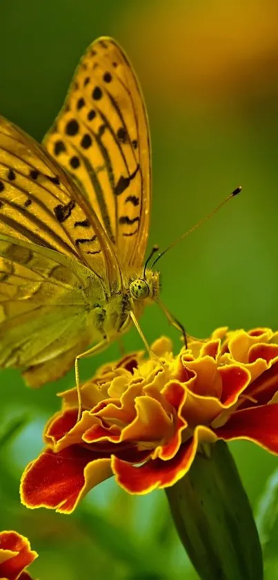 Vibrant butterfly perched on marigold flower against lush green background.