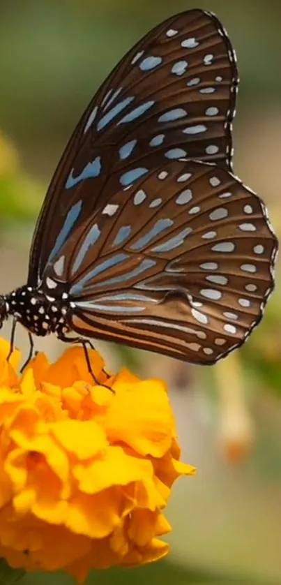 A vibrant butterfly rests on an orange marigold flower.