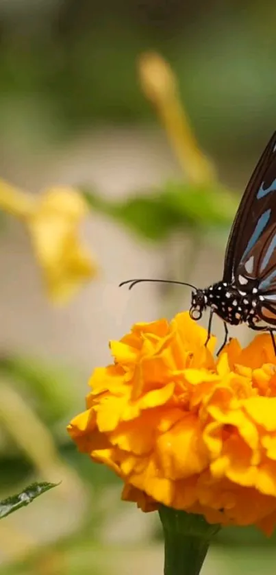 Butterfly perched on a vibrant yellow marigold flower in nature.