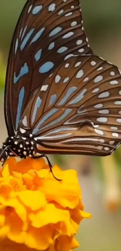 Butterfly resting on an orange marigold flower.