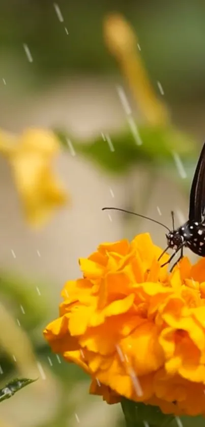 Butterfly on vibrant marigold during rainfall, capturing nature's serene beauty.