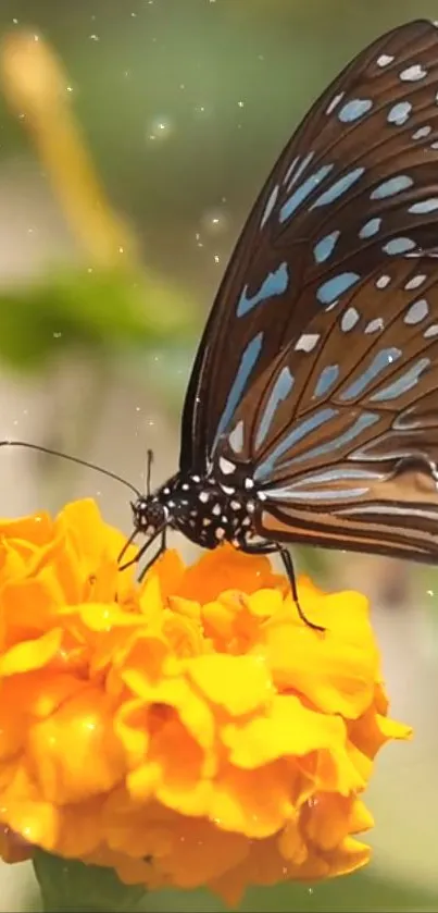 Butterfly resting on a vibrant marigold flower.