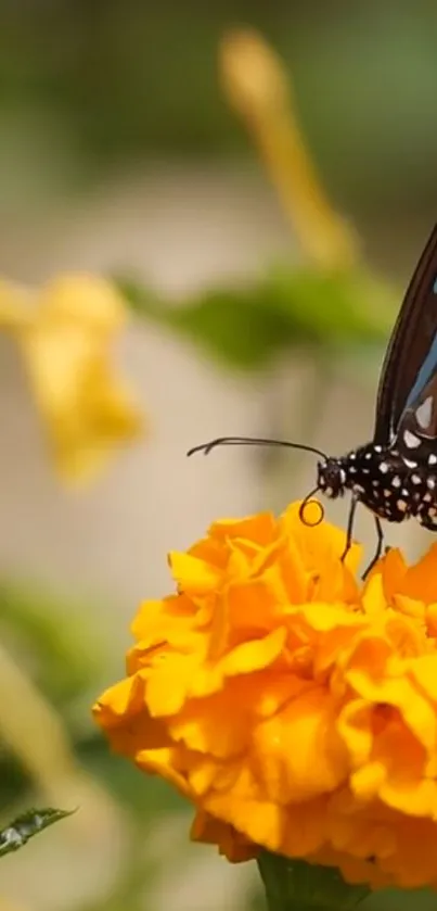 Butterfly perched on a vibrant orange marigold blossom.