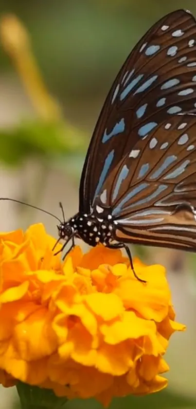 Butterfly resting on a vibrant marigold flower.