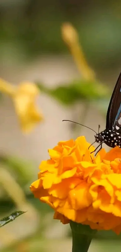 A butterfly resting on a vibrant orange marigold blossom.