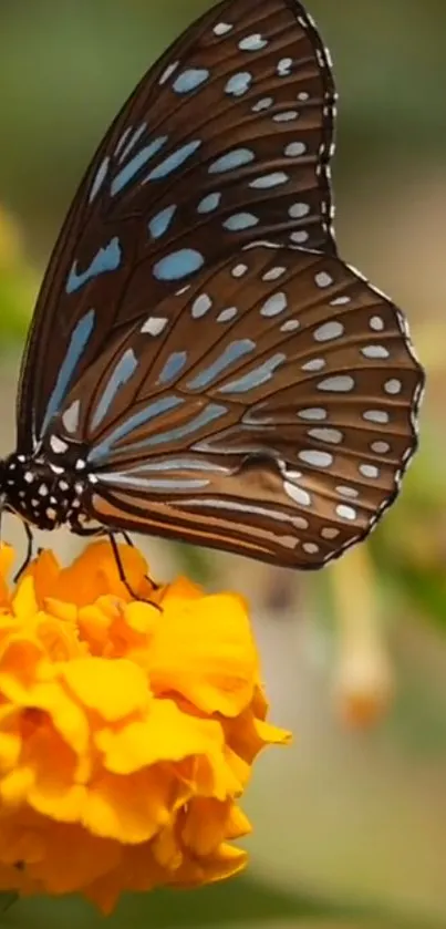 Close-up of a butterfly on a vivid orange marigold flower.