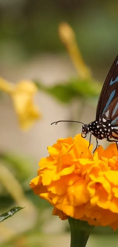 Colorful butterfly resting on marigold flower in this vibrant mobile wallpaper.