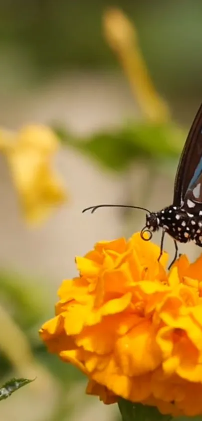 Vibrant butterfly perched on an orange marigold flower with a blurred green background.