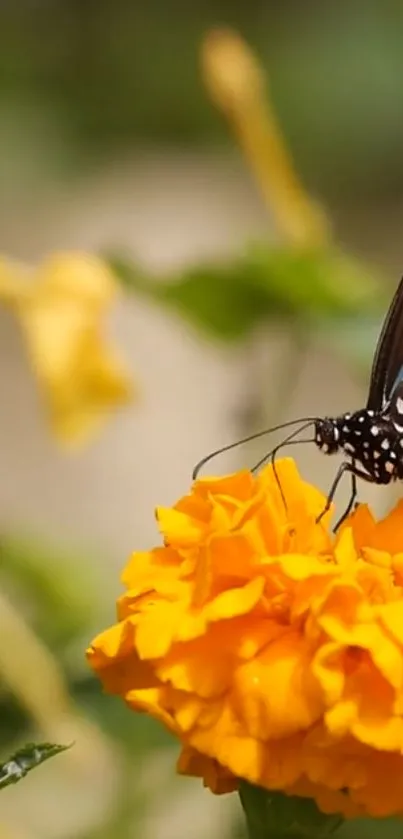 Butterfly on an orange marigold flower.