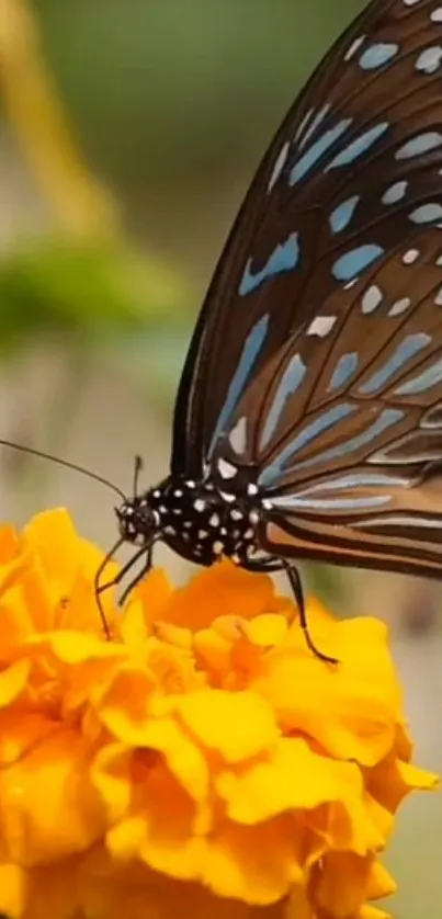 Butterfly perched on vibrant marigold flower.