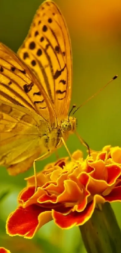 Butterfly perched on a vibrant marigold flower with a green background.