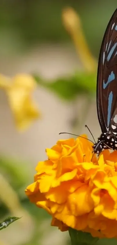 Butterfly perched on a vibrant marigold flower in a natural setting.