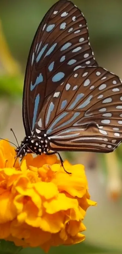 Blue butterfly resting on a yellow marigold flower.