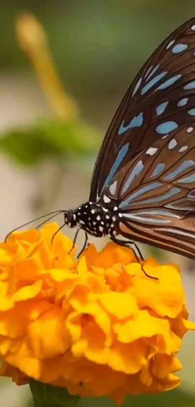 Butterfly perched on vibrant marigold flower in nature.