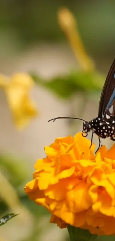 Butterfly perched on a vibrant marigold flower in a garden setting.