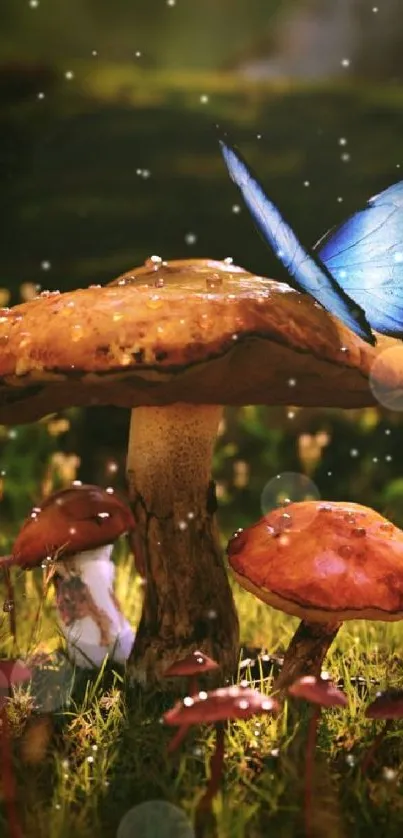 Blue butterfly rests on a mushroom in a lush forest setting.