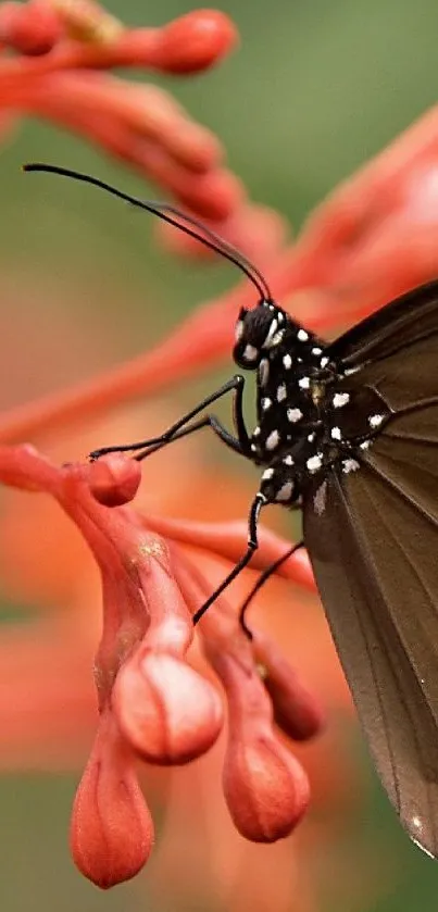 Close-up of a butterfly on orange flowers, ideal for mobile wallpaper.