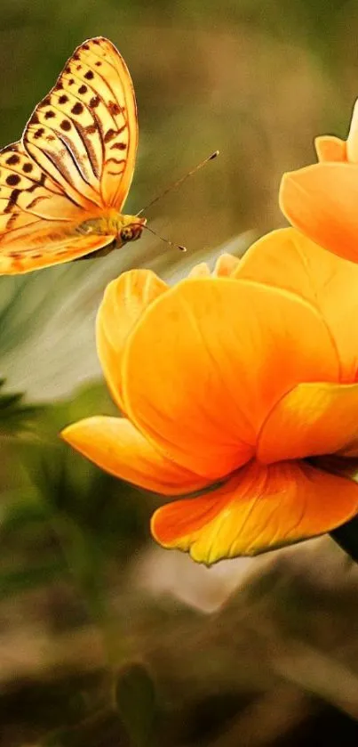 Orange butterfly on vibrant flowers, nature wallpaper.