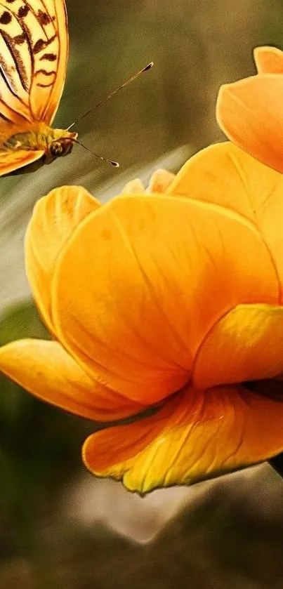 Butterfly resting on a vibrant orange tulip blossom.