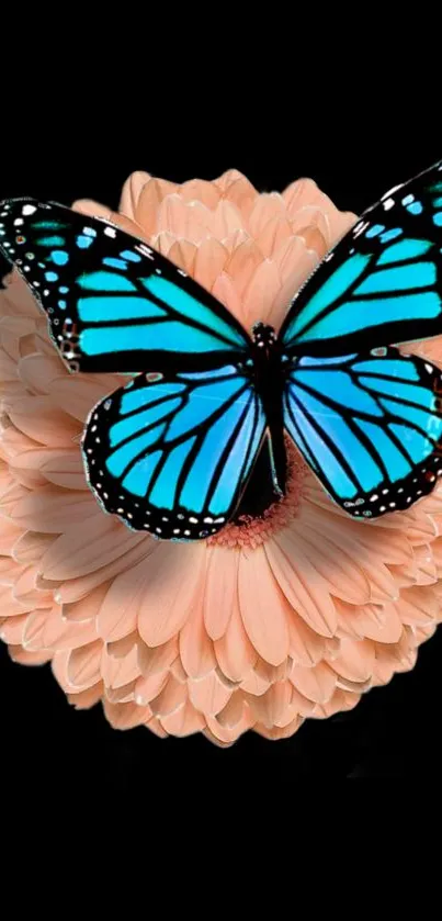 Vibrant blue butterfly on a peach flower against a black background.