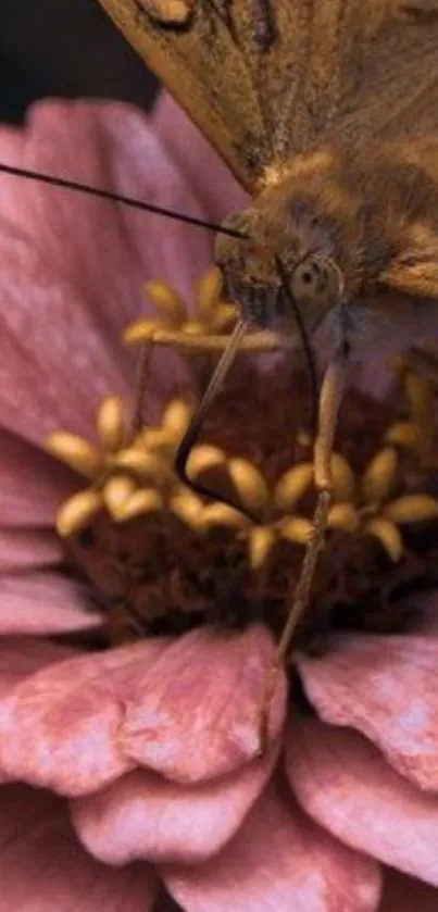 Close-up of a butterfly resting on a pink flower with detailed petals.