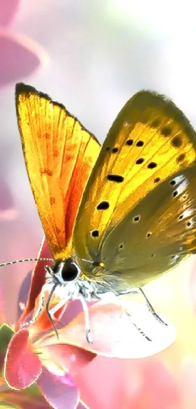 Golden butterfly resting on pink flowers with a soft, dreamy background.