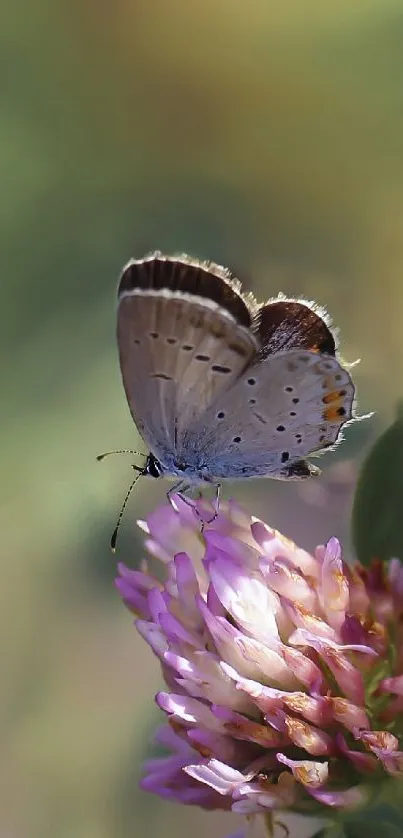 Butterfly perched on vibrant pink flower with a blurred green background.