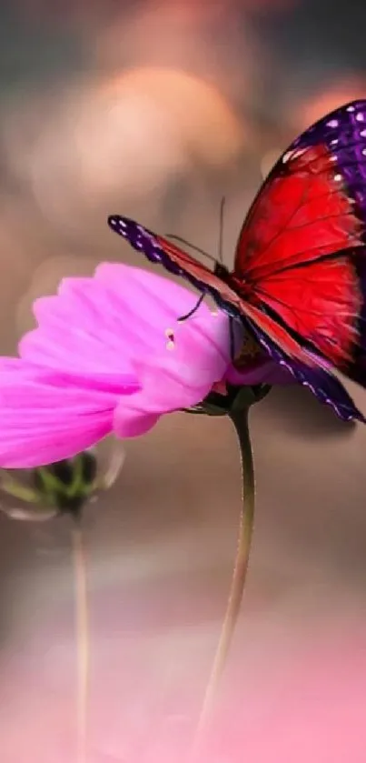 Red butterfly on a pink flower with a blurred background.