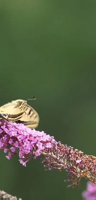 Butterfly perched on pink flowers with a green backdrop.