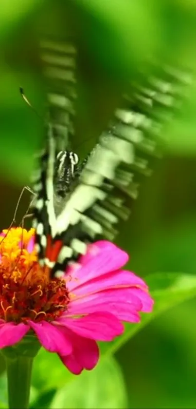 A butterfly perched on a pink flower against a green background.