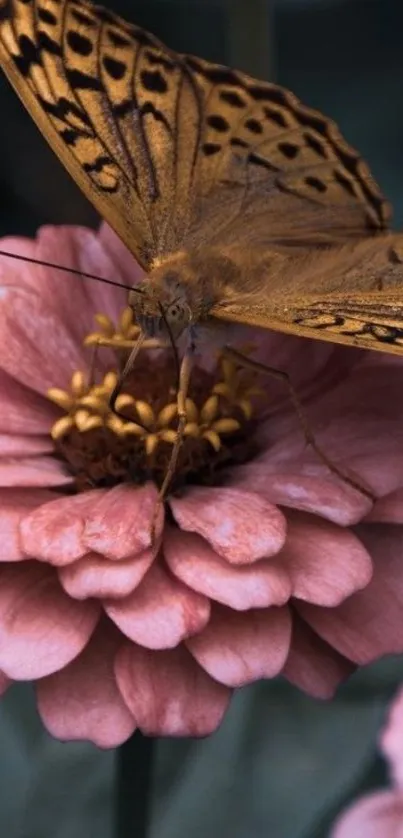 Butterfly resting on a vibrant pink flower, showcasing nature's elegance.