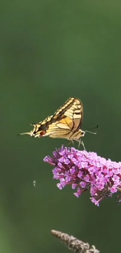 Butterfly resting on a bright pink flower with green blurred background.