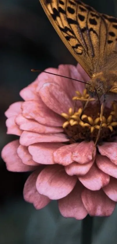 Butterfly resting on a pink flower with lush background.