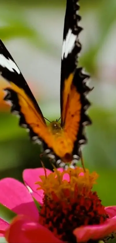 Butterfly resting on vibrant pink flower amidst green leaves.