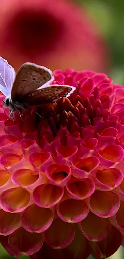 Butterfly perched on vibrant pink flower bloom in nature.