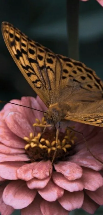 Butterfly rests on a blossoming pink flower.