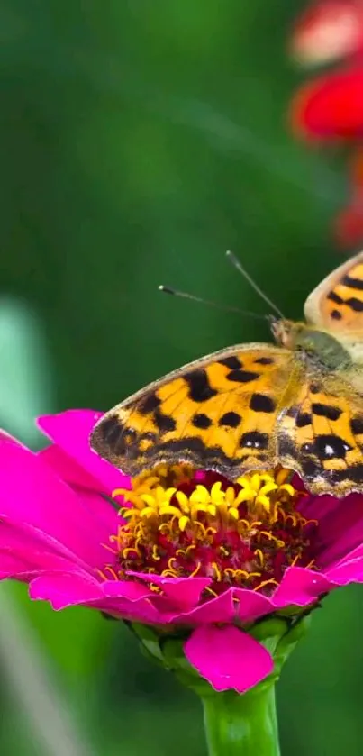 Colorful butterfly on a pink flower in nature.