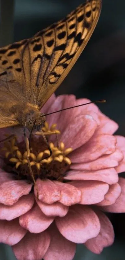 Butterfly delicately perched on a pink flower.