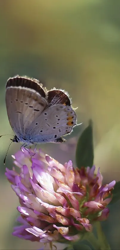 A vibrant butterfly perched on a blooming pink flower, set against a soft-focus green background.