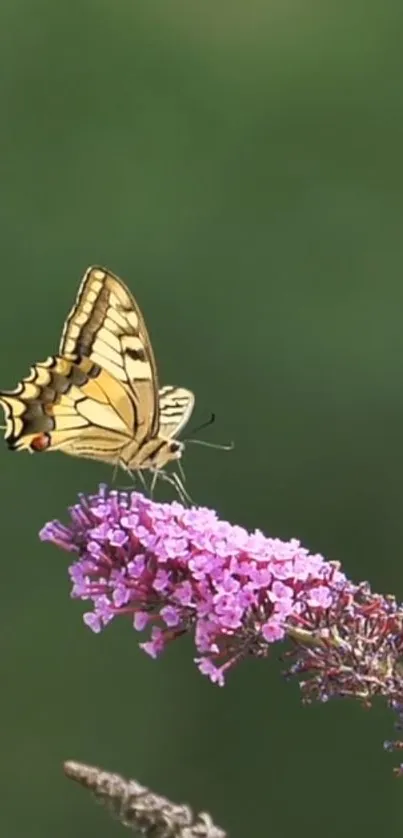 Butterfly resting on a pink flower with a green background.