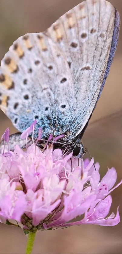 Butterfly on pink flower close-up, nature wallpaper.