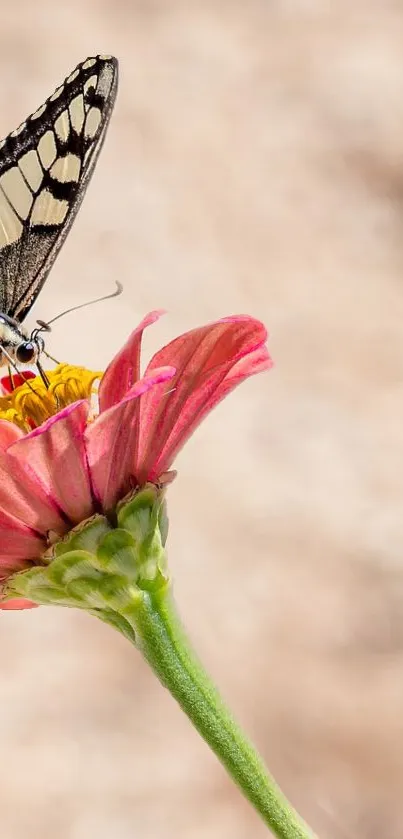 Butterfly resting on a vibrant pink flower with a beige background.
