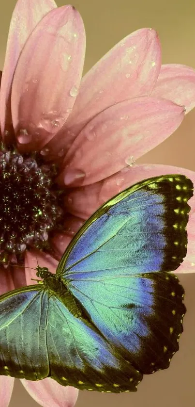 A blue butterfly rests on a pink flower with raindrops.